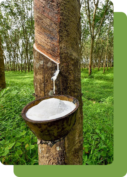 CNR - Your Eco Friendly Partner CNR - Your Eco Friendly Partner